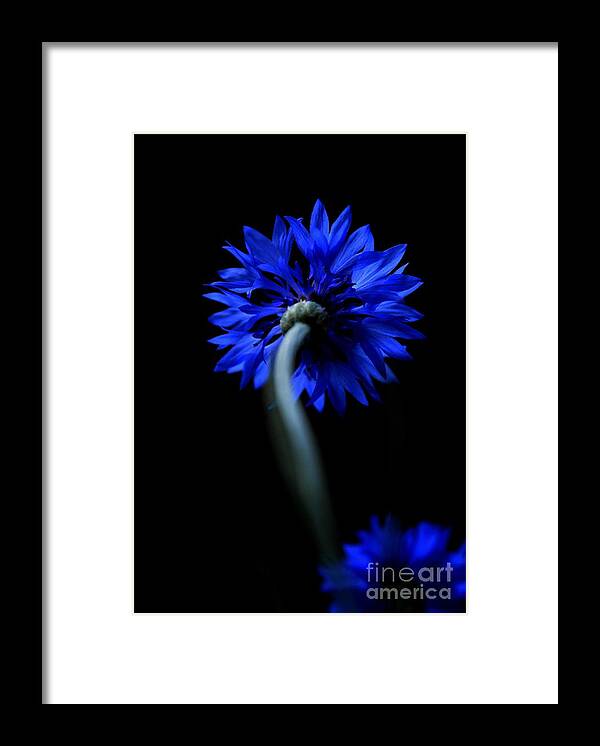 Flower Framed Print featuring the photograph Boldly Moving Forward by Dani McEvoy
