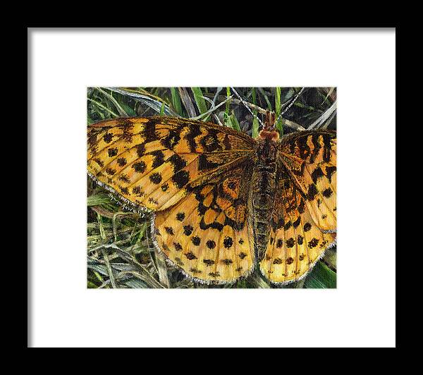 Butterfly Framed Print featuring the painting Boloria Bellona by Shana Rowe Jackson