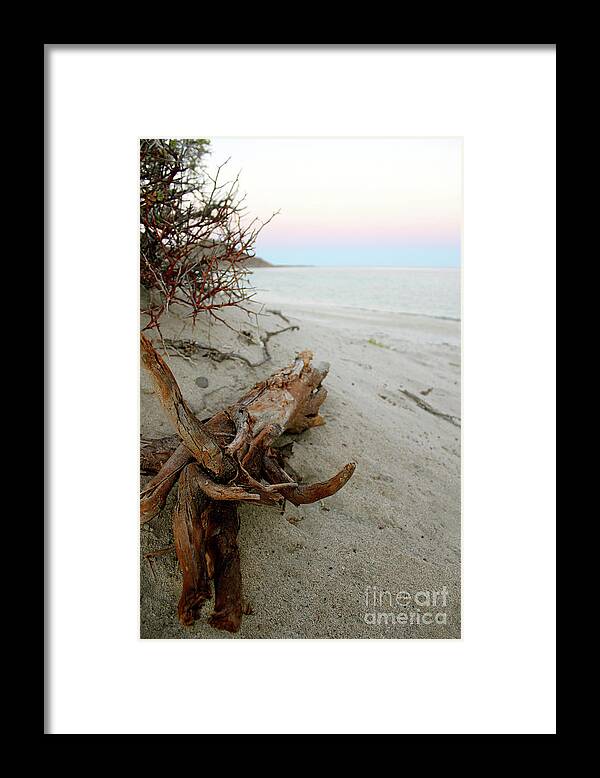 Driftwood Framed Print featuring the photograph Bonanza Beach Driftwood by Becqi Sherman