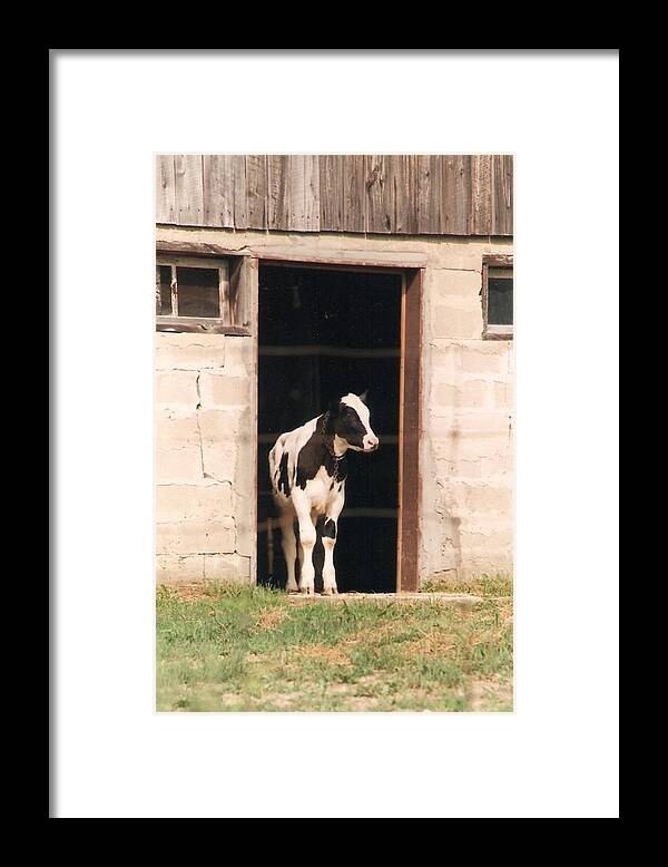 Calf Framed Print featuring the photograph Bonjour Mon Ami - Photograph by Jackie Mueller-Jones