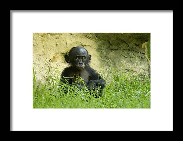 Bonobo Framed Print featuring the photograph Bonobo Tyke by DArcy Evans