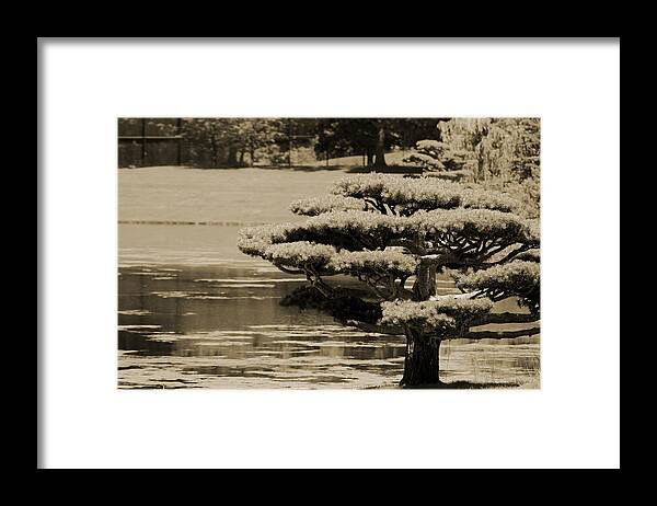 Bonsai Framed Print featuring the photograph Bonsai Tree Near Pond in Sepia by Colleen Cornelius