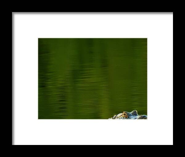 Alligator Framed Print featuring the photograph Boo by Jan Gelders