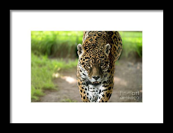 Jaguar Framed Print featuring the photograph Boo ...You better run kid by Sam Rino