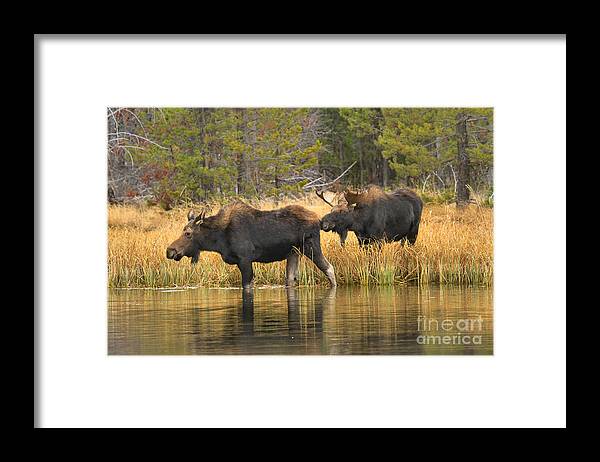 Moose Framed Print featuring the photograph Booty Sniffer by Adam Jewell