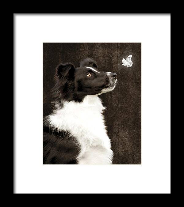 Dog Framed Print featuring the photograph Border Collie Dog Watching Butterfly by Ethiriel Photography