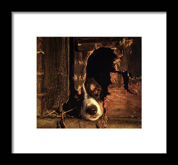 Dog Framed Print featuring the photograph Border Collie Sheep Dog by Maggie Mccall