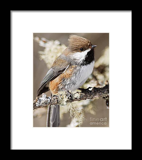 Photography Framed Print featuring the photograph Boreal Chickadee by Larry Ricker