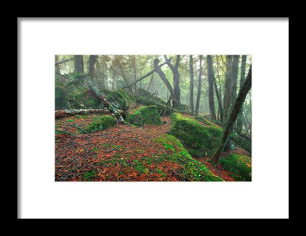 Boulder Framed Print featuring the photograph Boreal Forest by Jakub Sisak
