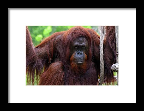 Lowry Park Zoo Framed Print featuring the photograph Bornean Orangutan by Larah McElroy