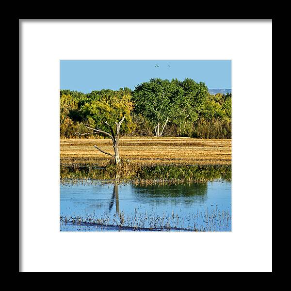 New Mexico Framed Print featuring the photograph Bosque del Apache - New Mexico by Nikolyn McDonald