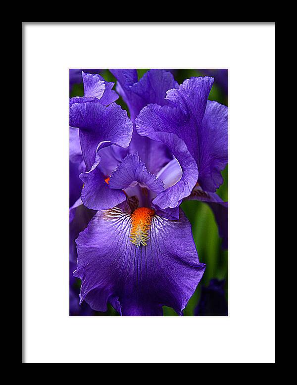 Botanical Framed Print featuring the photograph Botanical Beauty in Purple by Toma Caul