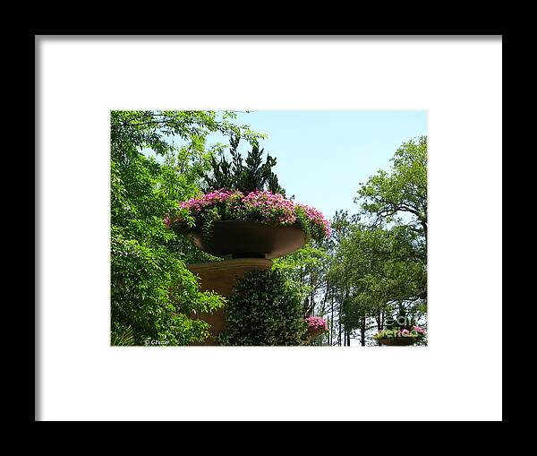 Patzer Framed Print featuring the photograph Botanical Sky by Greg Patzer