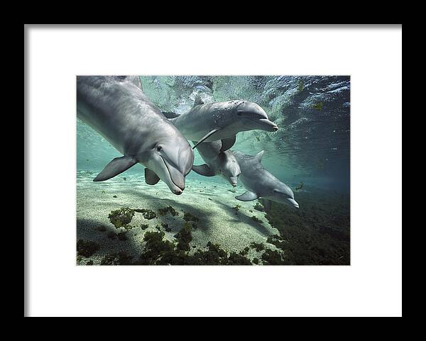 00082400 Framed Print featuring the photograph Four Bottlenose Dolphins Hawaii by Flip Nicklin