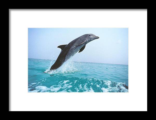 Adult Framed Print featuring the photograph Bottlenose Dolphin Tursiops Truncatus by Gerard Lacz