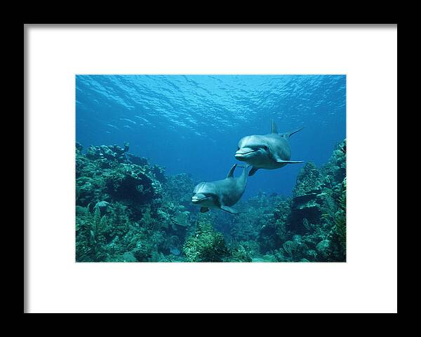 Mp Framed Print featuring the photograph Bottlenose Dolphins and Coral Reef by Konrad Wothe