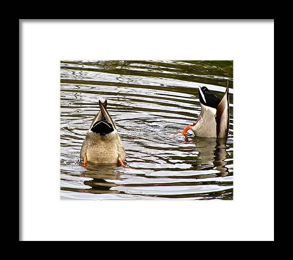 Nature Framed Print featuring the photograph Bottoms up by Sean Griffin