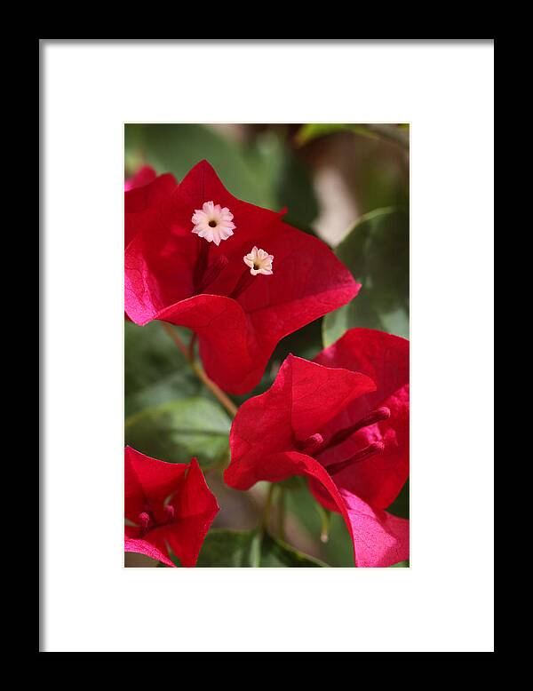 Flower Framed Print featuring the photograph Bougainvillea by Tammy Pool