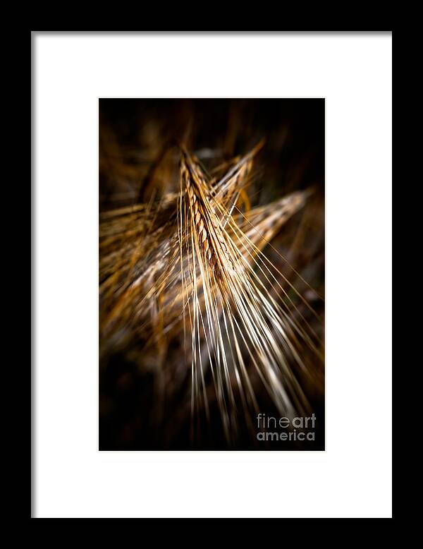 Agriculture Framed Print featuring the photograph Bounty of Barley by Venetta Archer