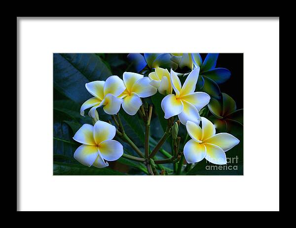 Art Framed Print featuring the photograph Plumeria Branch by Jeannie Rhode