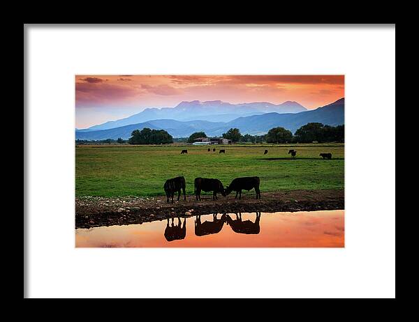 Cows Framed Print featuring the photograph Bovine Sunset by Wasatch Light