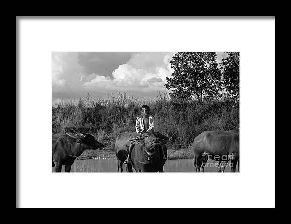 Cows ; Boy ; Lake ; Grass ; Road ; Play ; Tree Framed Print featuring the photograph Boy And Cows by Arik S Mintorogo