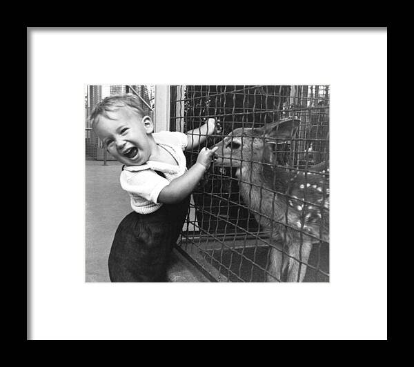 1 Animal Framed Print featuring the photograph Boy Enchanted By Fawn by Underwood Archives