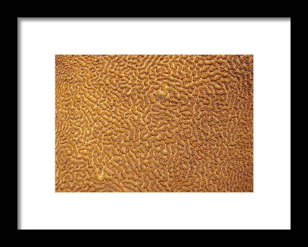 Texture Framed Print featuring the photograph Brain Coral 47 by Michael Fryd