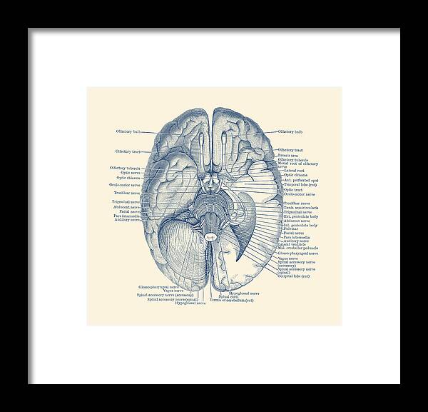 Brain Framed Print featuring the drawing Brain Nervous System Diagram - Vintage Anatomy by Vintage Anatomy Prints