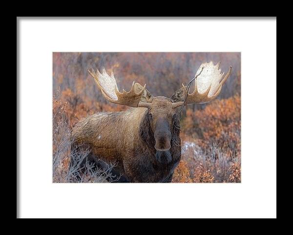 Alaska Framed Print featuring the photograph Branch Breaker by Kevin Dietrich