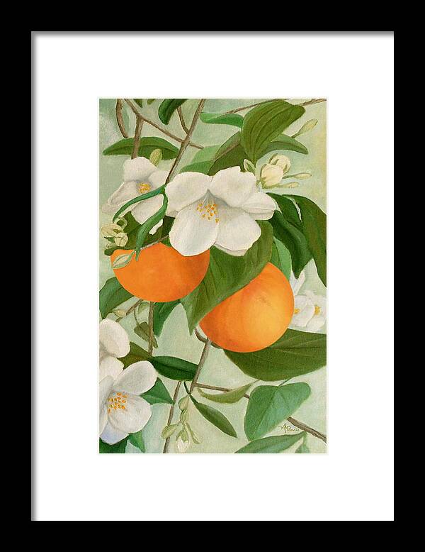 Orange Blossoms Framed Print featuring the painting Branch Of Orange Tree In Bloom by Angeles M Pomata