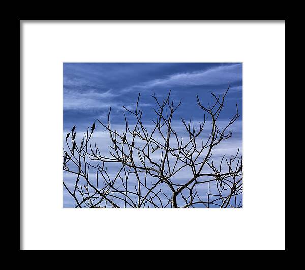Branches Framed Print featuring the photograph Branches Clouds and Sky by Robert Ullmann