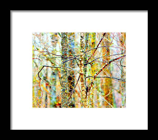 Abstract Framed Print featuring the photograph Branches by David Ralph Johnson