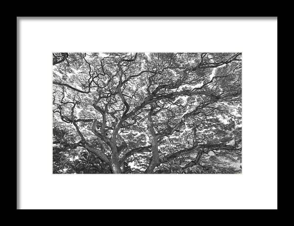 Branches Framed Print featuring the photograph Branches by Jeff Cook