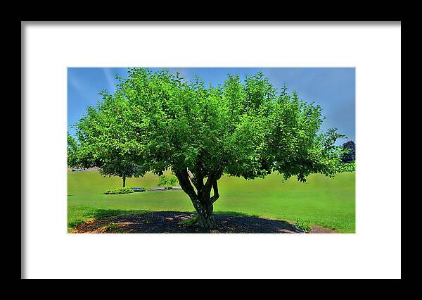 Tree Framed Print featuring the photograph Branching Out by Dani McEvoy