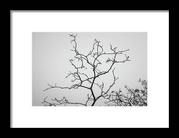 Arbor Framed Print featuring the photograph Branching Out I BW by David Gordon