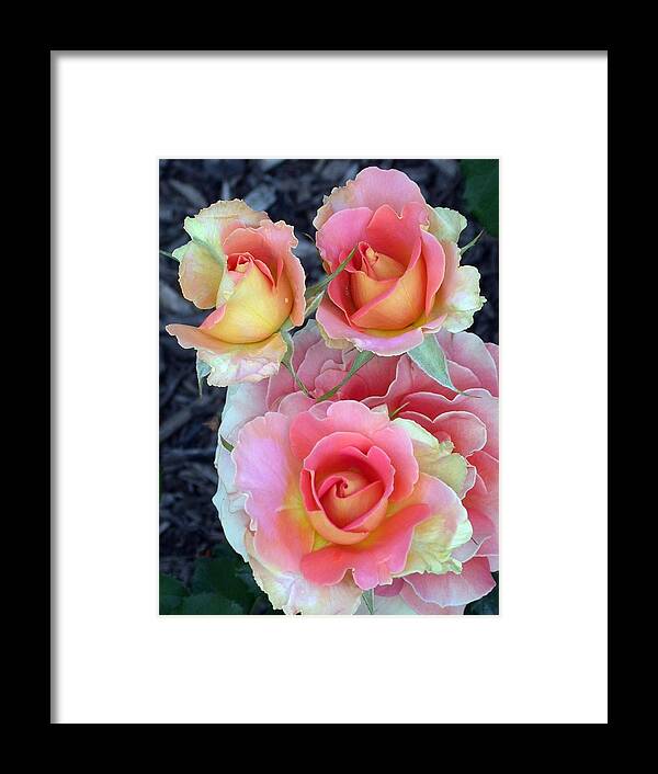 Brass Band Roses Framed Print featuring the photograph Brass Band Roses by Living Color Photography Lorraine Lynch