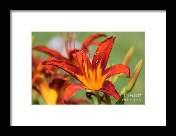 Flowers Framed Print featuring the photograph Brazing Hot by Yumi Johnson