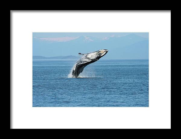 Alaska Framed Print featuring the photograph Breaching humpback whales Happy-3 by Steve Darden