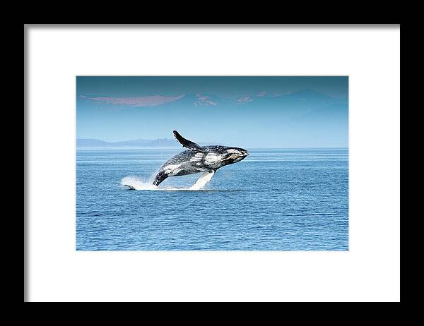 Alaska Framed Print featuring the photograph Breaching humpback whales Happy-4 by Steve Darden