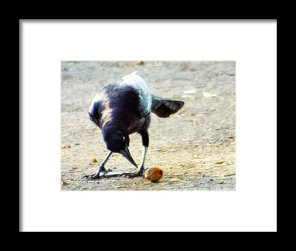Blackbird Framed Print featuring the photograph Break for lunch by Michael Dillon