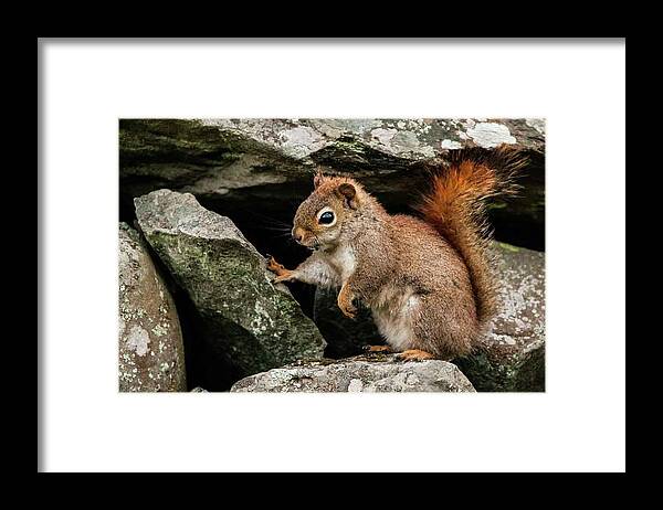 Squirrel Framed Print featuring the photograph Break Time by Heather Hubbard