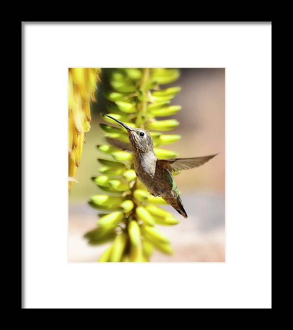 Hummingbird Framed Print featuring the photograph Breakfast Time Hummer Style by Saija Lehtonen
