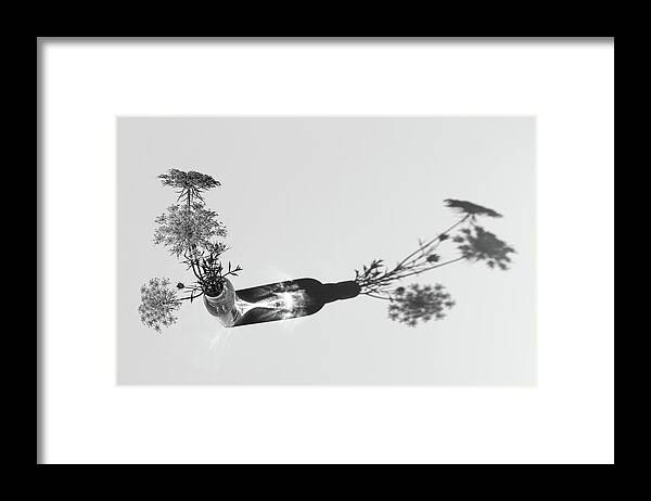 Queen Annes Lace Framed Print featuring the photograph Breaking the Rules by Holly Ross