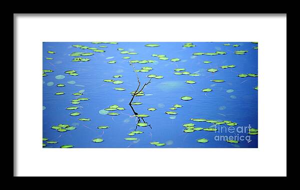 Lilly Pads Framed Print featuring the photograph Breaking Though by Alana Ranney
