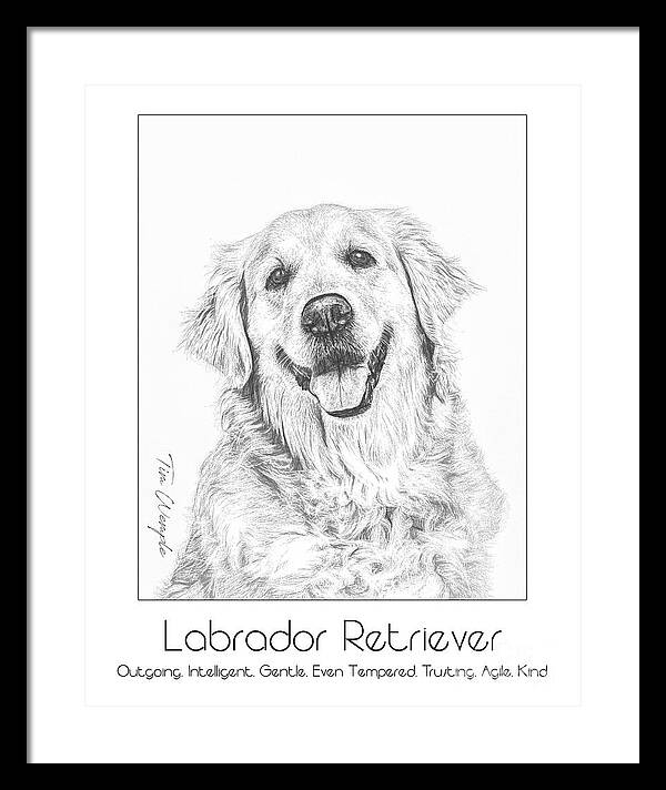 Poster Framed Print featuring the digital art Breed Poster Labrador Retriever by Tim Wemple