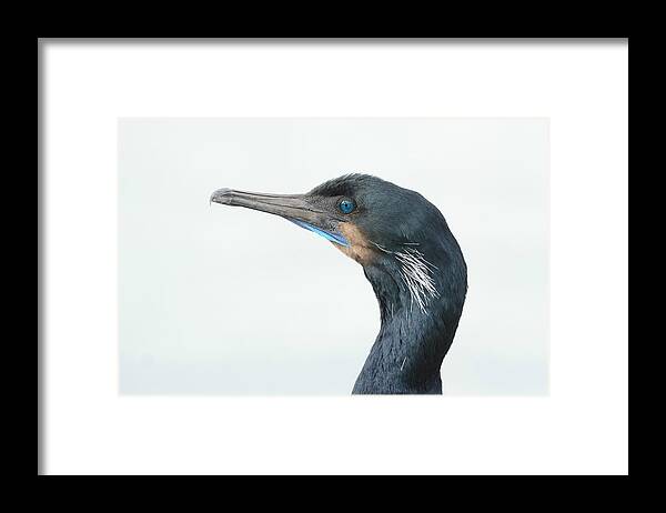 Brandt's Cormorant Framed Print featuring the photograph Breeding Colors 4 by Fraida Gutovich