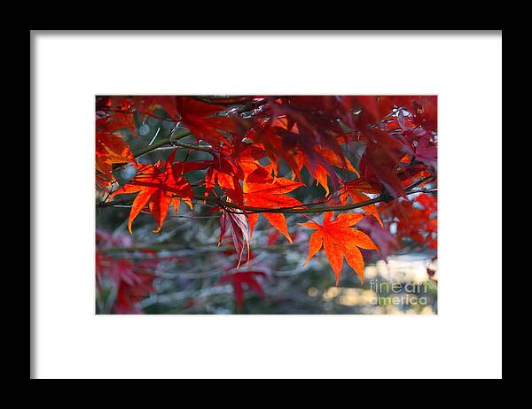 Autumn Framed Print featuring the photograph Bright Autumn Leaves by Yumi Johnson