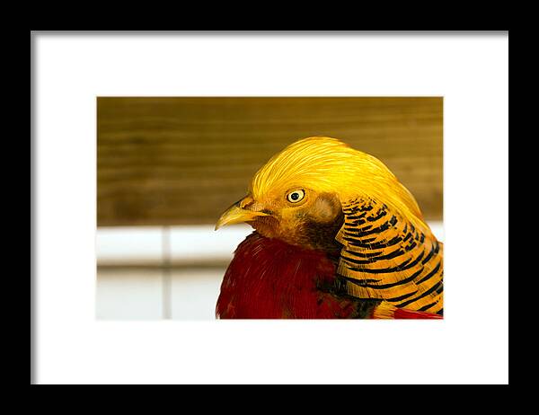 Bird Framed Print featuring the photograph Bright Bird by Travis Rogers