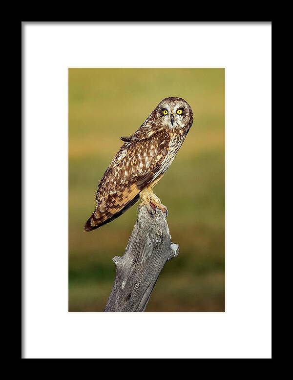 Owl Framed Print featuring the photograph Bright-eyed Owl by Michael Ash